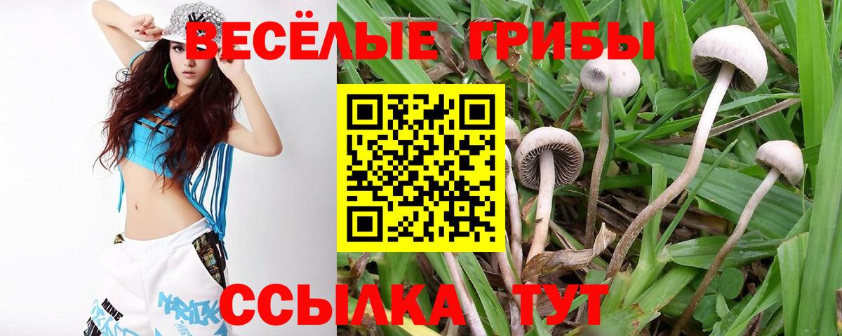 Саки  закладка  Вход с VPN  Псилоцибиновые грибы мицелий  Псилоцибиновые грибы ЛСД 